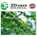 Natural plant extract green bean coffee extract powder